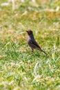 Black RedstartÃÂ on Grass Phoenicurus Ochruros